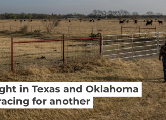 A farmer near Quemado, Texas, prepares to take hay to cattle amid the drought in June 2022. Brandon Bell/Getty Images